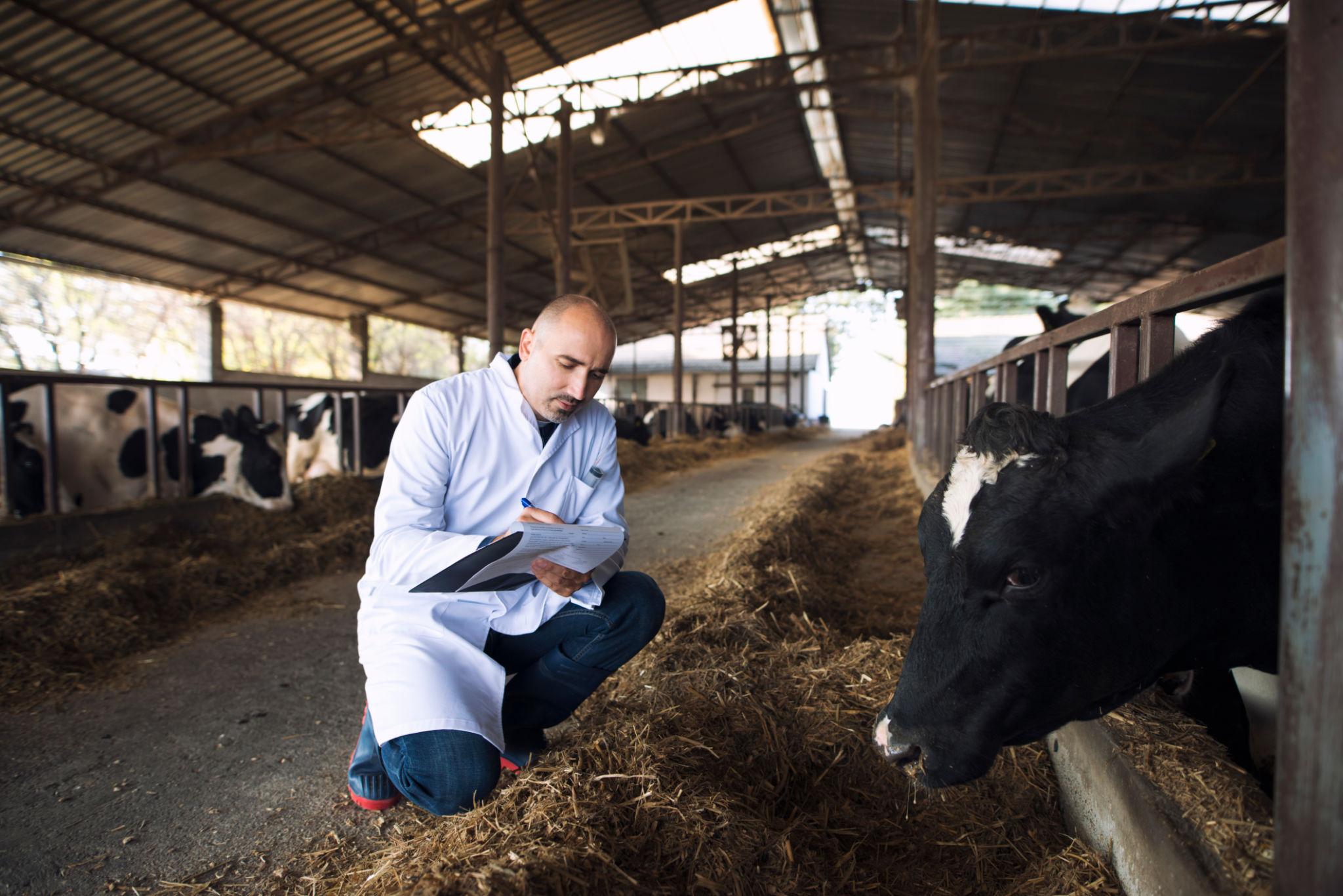 IMAGE PLACEHOLDER — veterinarian checking dairy cattle treatment records on a modern farm